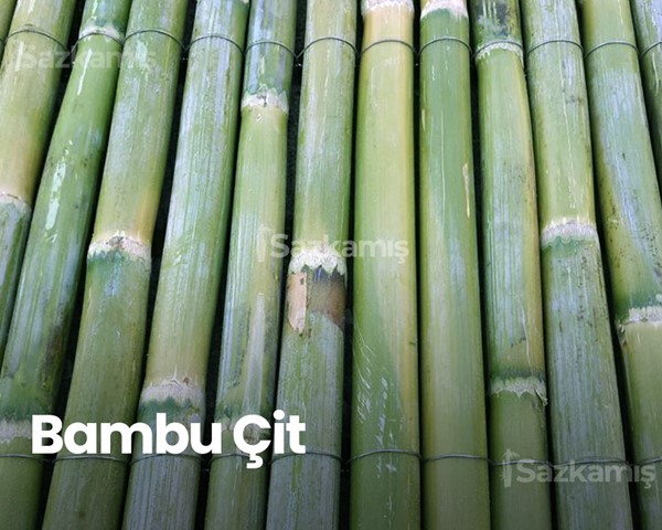 Bambu Nedir?
