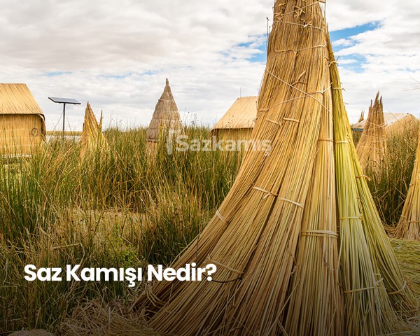 Kamıştan Neler Yapılır?