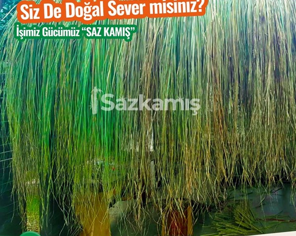 Çin Otu Çatı Kaplama