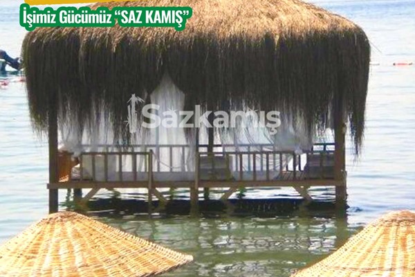 Çin Otu Hasır Kamelya
