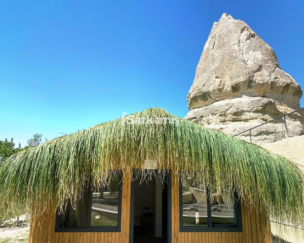 Çin Otu Hasır Kamelya