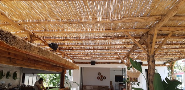 Saz Kamışı nerelerde kullanılır?