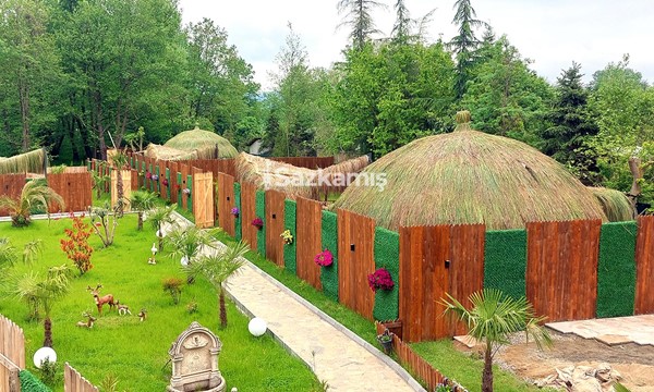 Çin Otu Hasır Kamelya