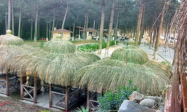 Hasır Kamelya Ürünleri